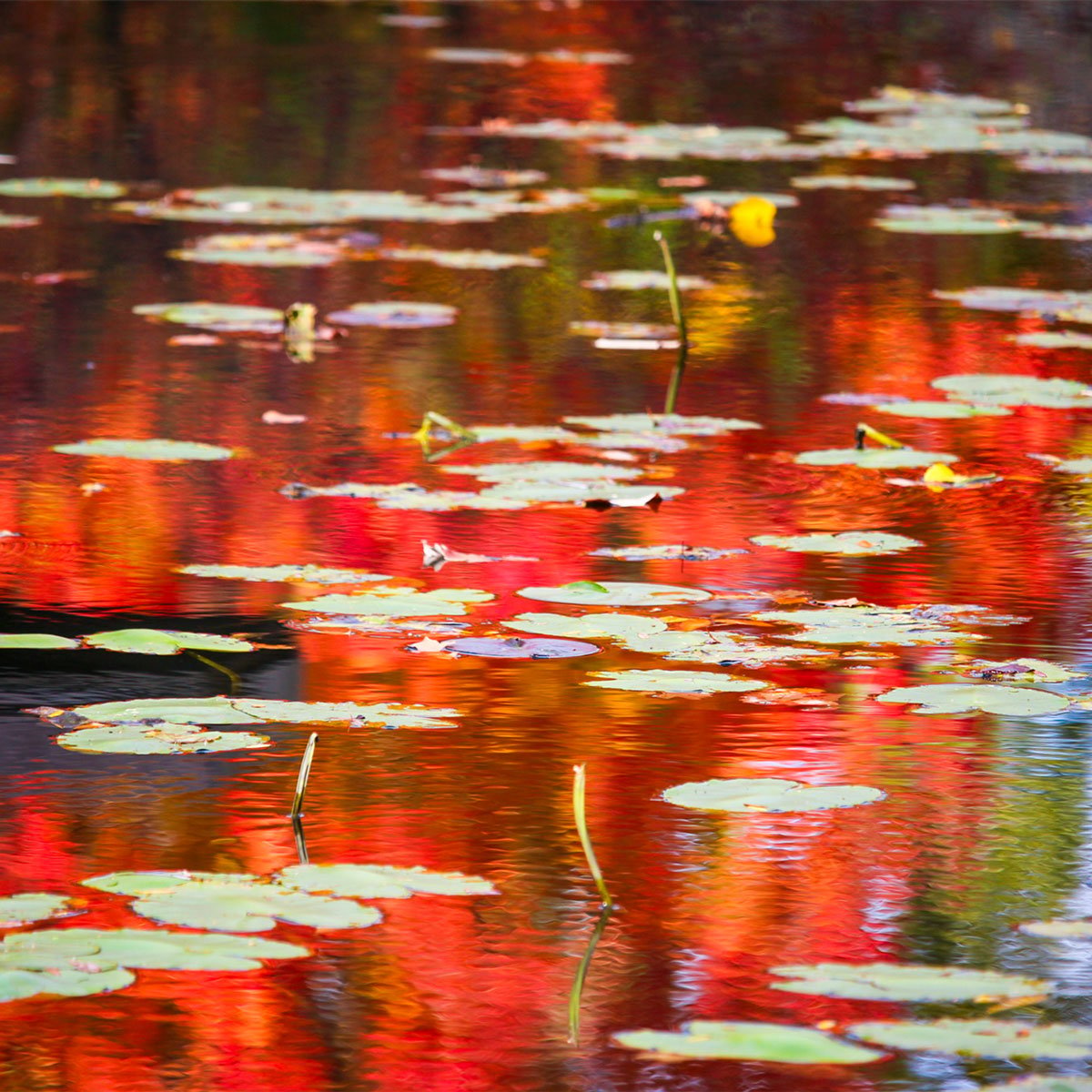 Lily pool with colorful reflections from autumn trees