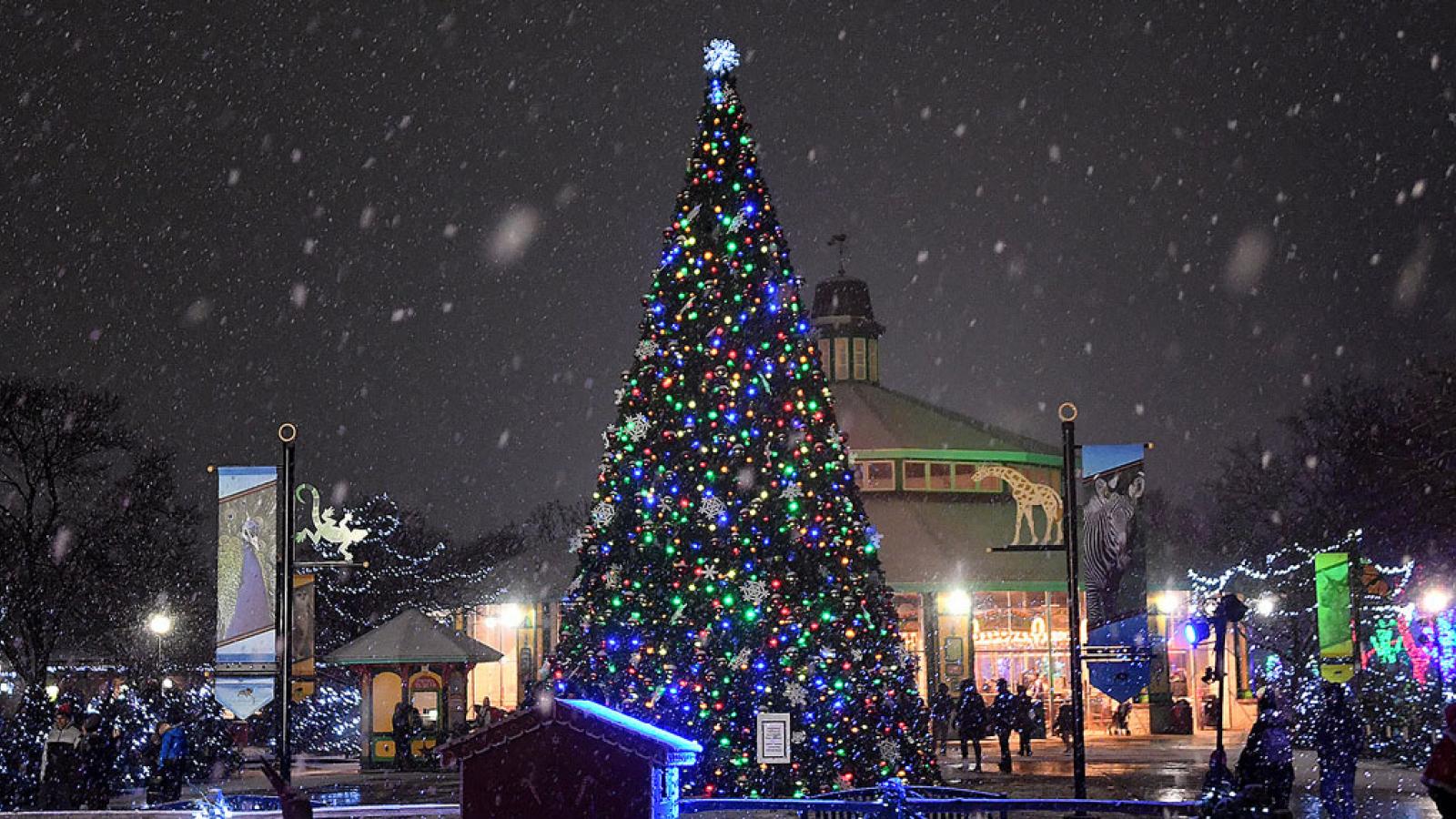 Brookfield Zoo Lights Schedule | Shelly Lighting