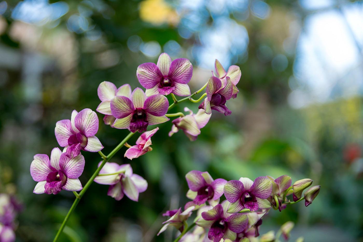 Chicago Botanic Garden's Orchid Show. Photo: Chicago Botanic Garden
