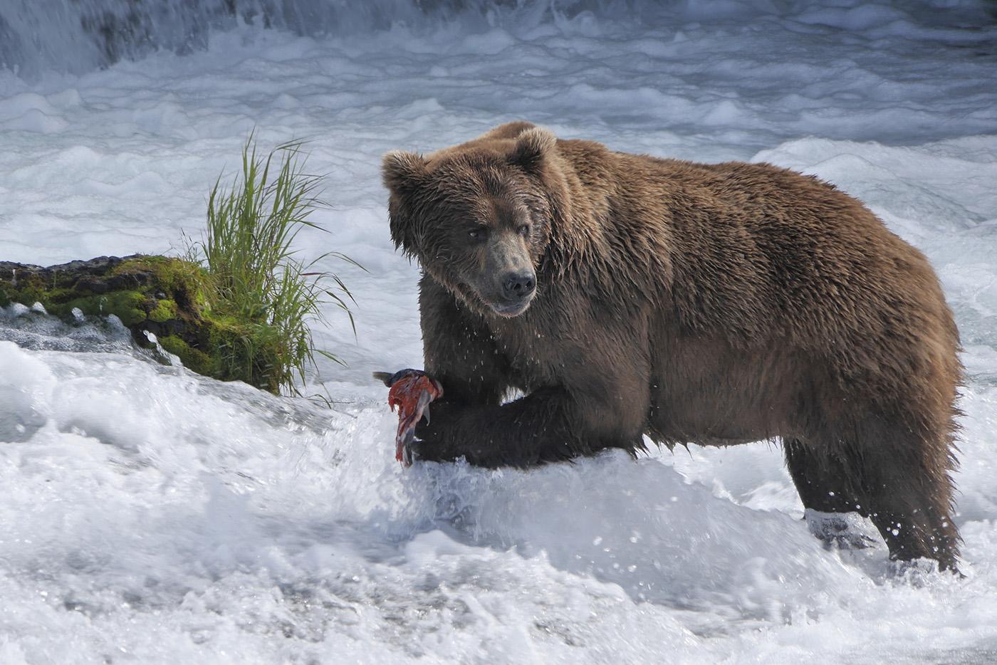 Brown Bear in Brooks Falls Katmai National Park and Preserve, Alaska. Photo: Gareth Wildman