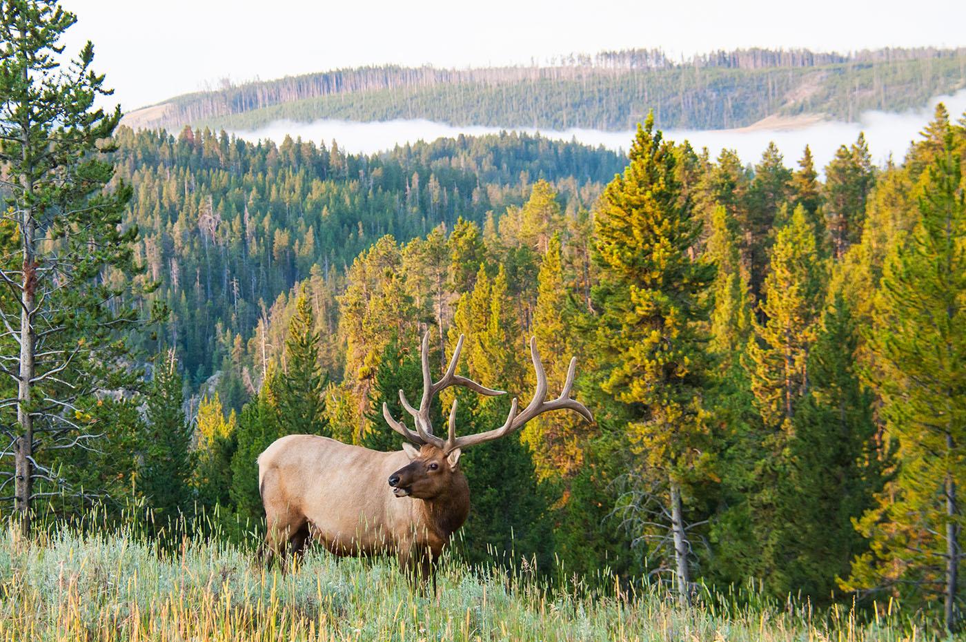 An elk. Photo: DJ40 / Shutterstock.com