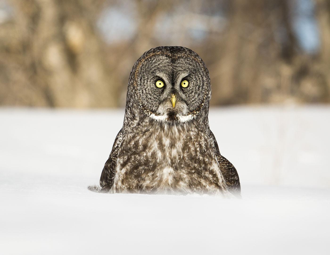 A great gray owl. Photo: Michelle Lalancette / shutterstock.com