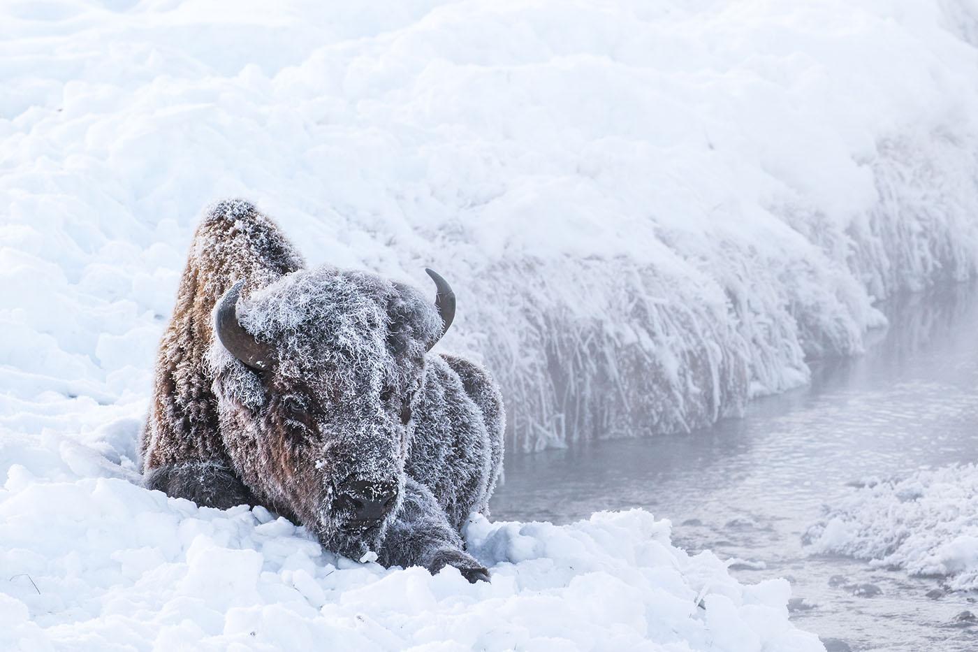 A bison in Yellowstone National Park. Photo: FloridaStock / shutterstock.com