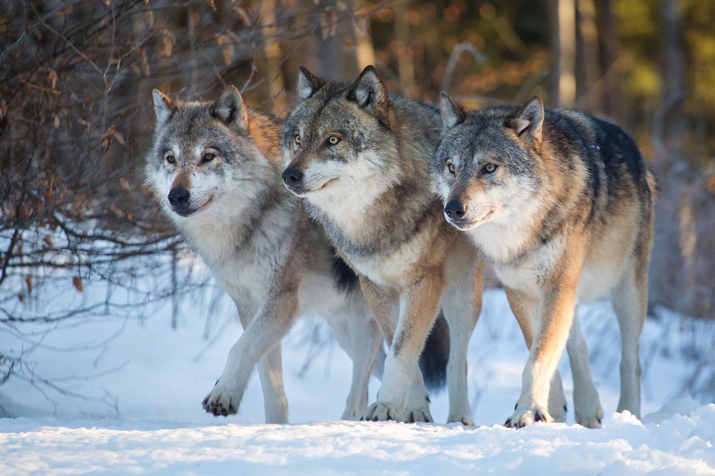 Wolves. Photo: David Dirga / shutterstock.com