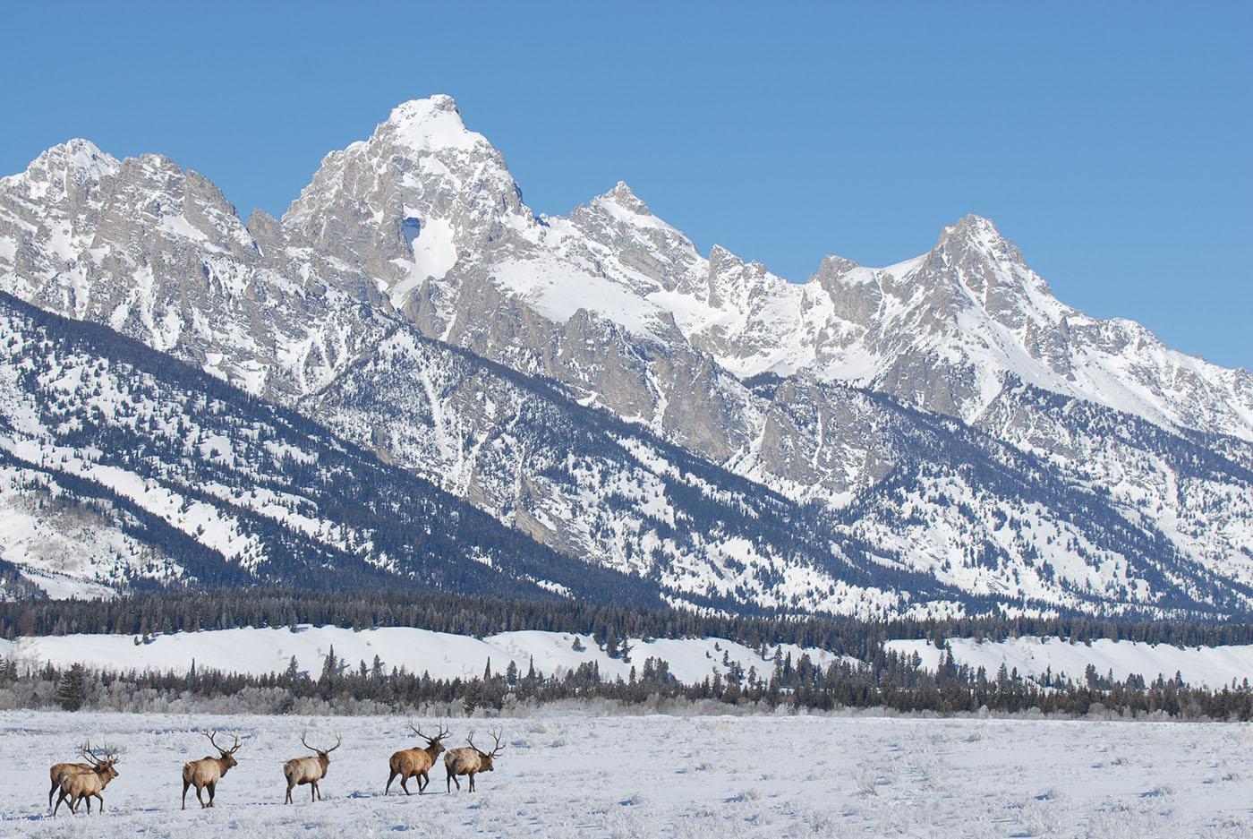 Bull elk in Grand Teton National Park. Photo: Kirk Geisler / shutterstock.com