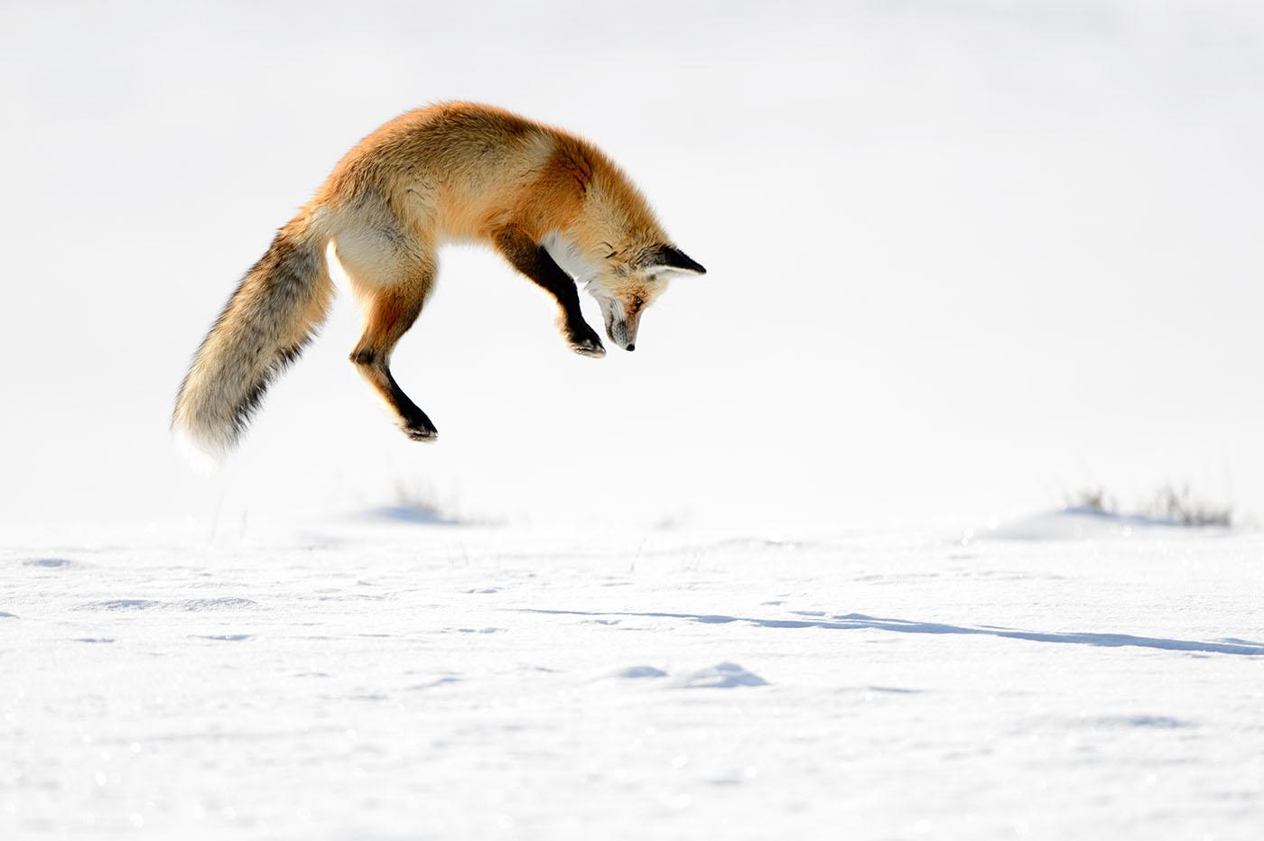 A red fox. Photo: NaturesMomentsuk / shutterstock.com