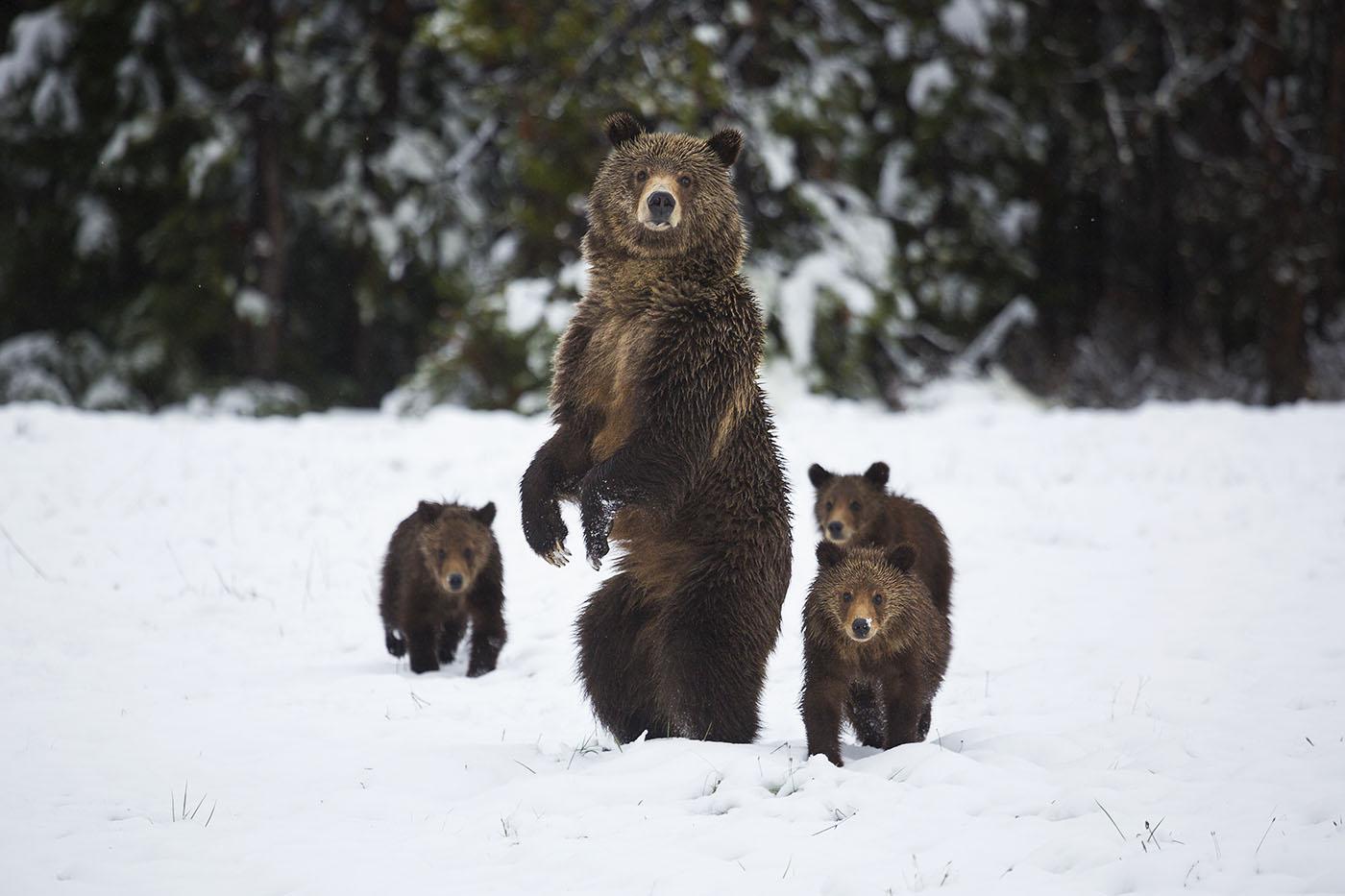 A grizzly bear and her cubs in Grand Teton National Park. Photo: Chase Dekker / Shutterstock.com