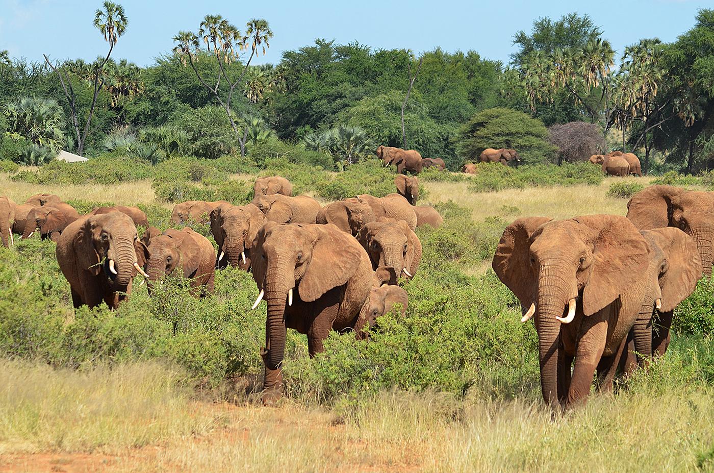 A large herd of elephants in Samburu National Park, Kenya. Photo: BBC/Scott Alexander