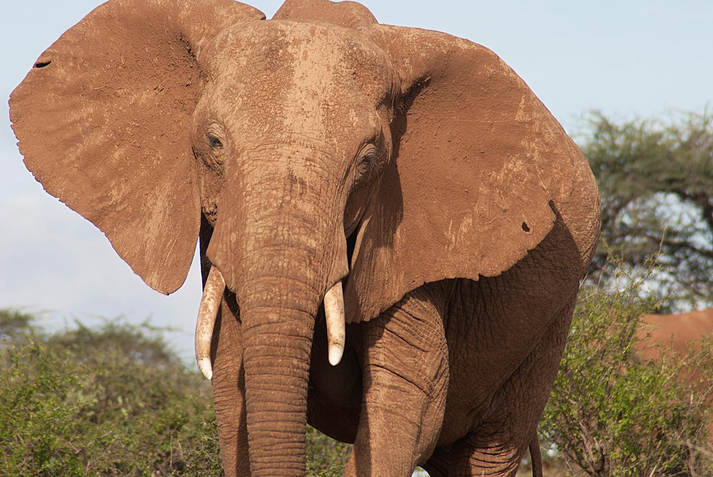 A bull elephant in Samburu National Park, Kenya. Photo: BBC/Sarah Bright