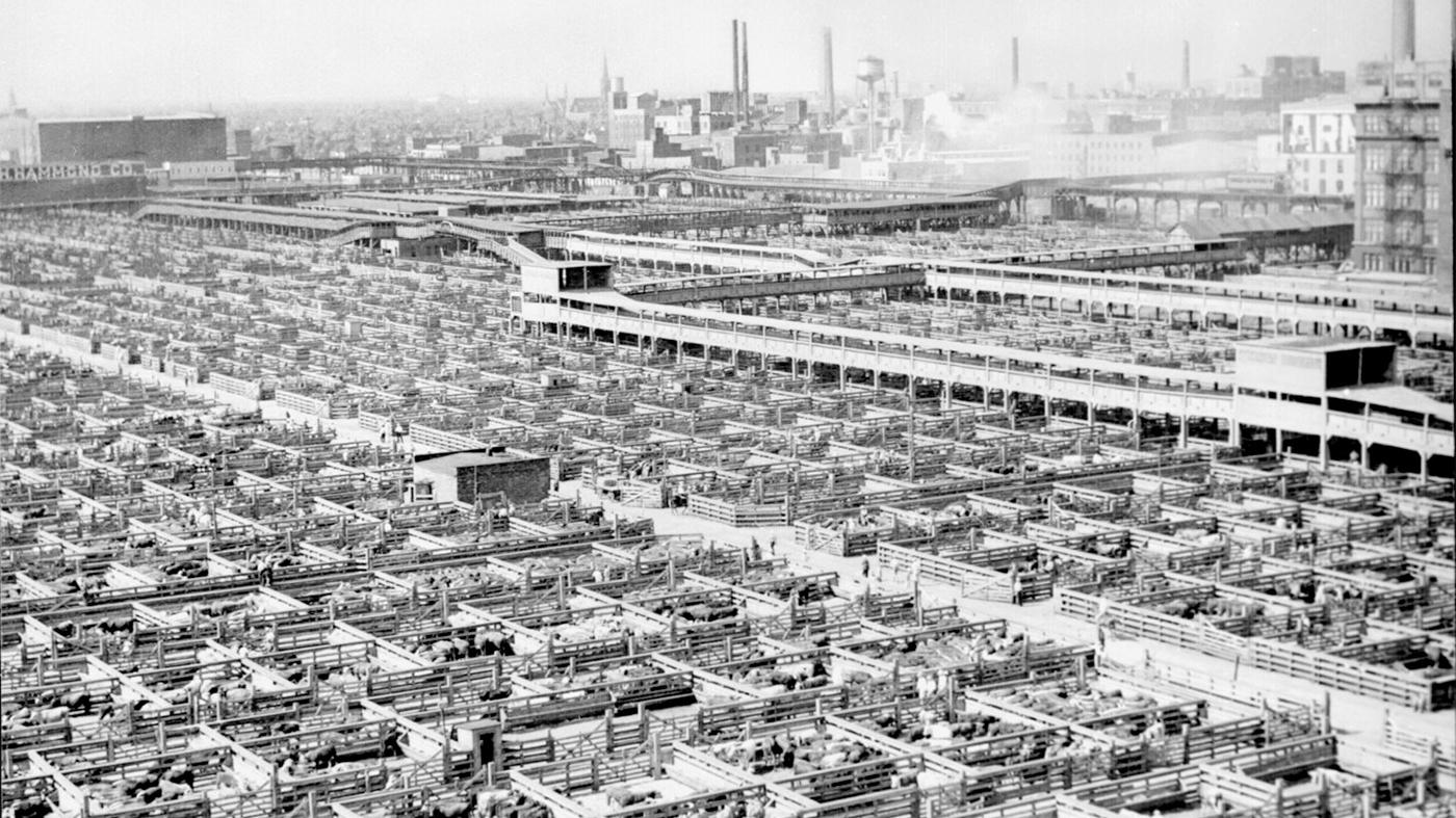 Vintage photo of Chicago's Union Stockyards with animal pens