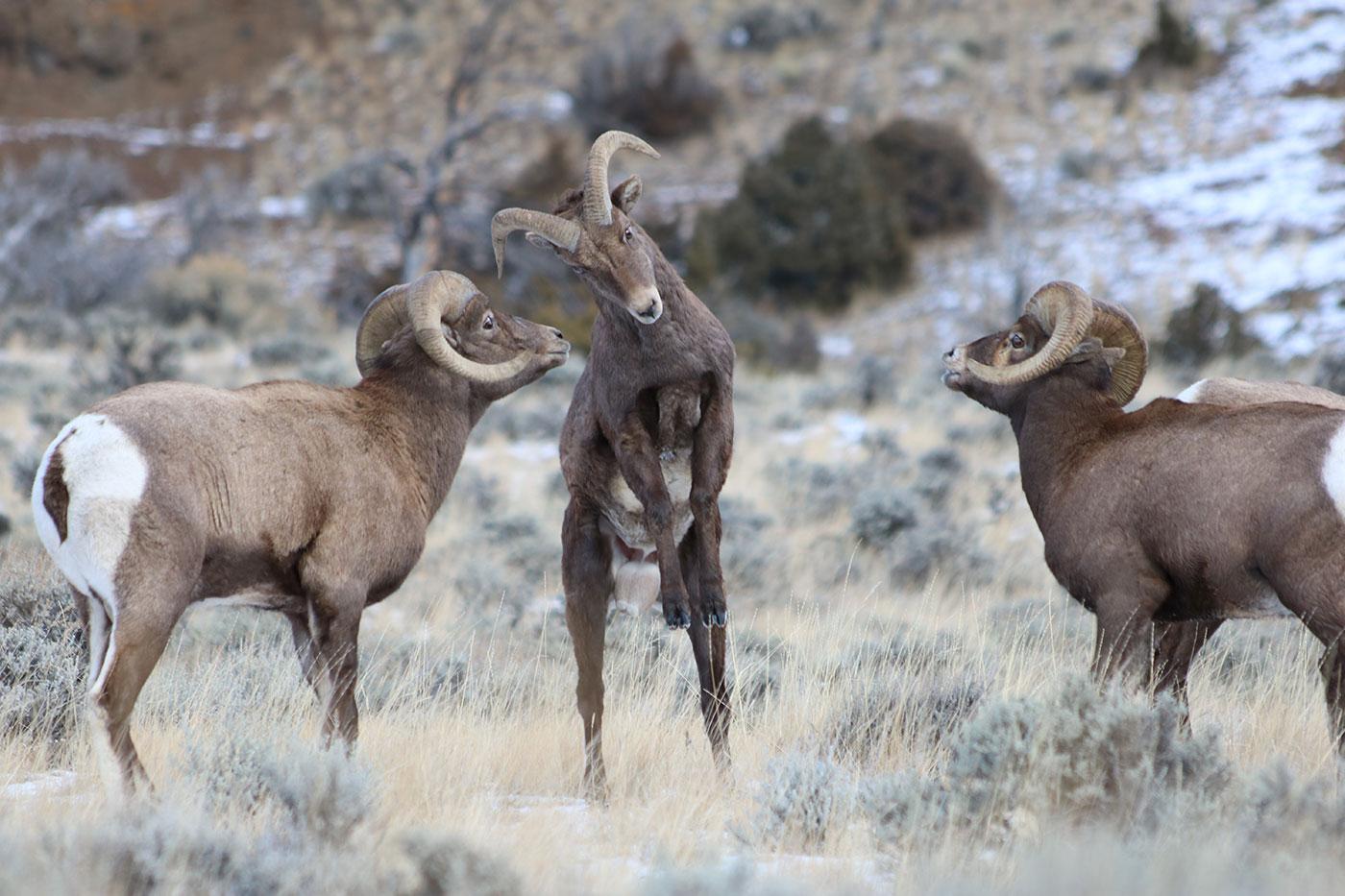 Bighorn Sheep fight over mates in Wyoming. Photo: BBC/Lydia Baines
