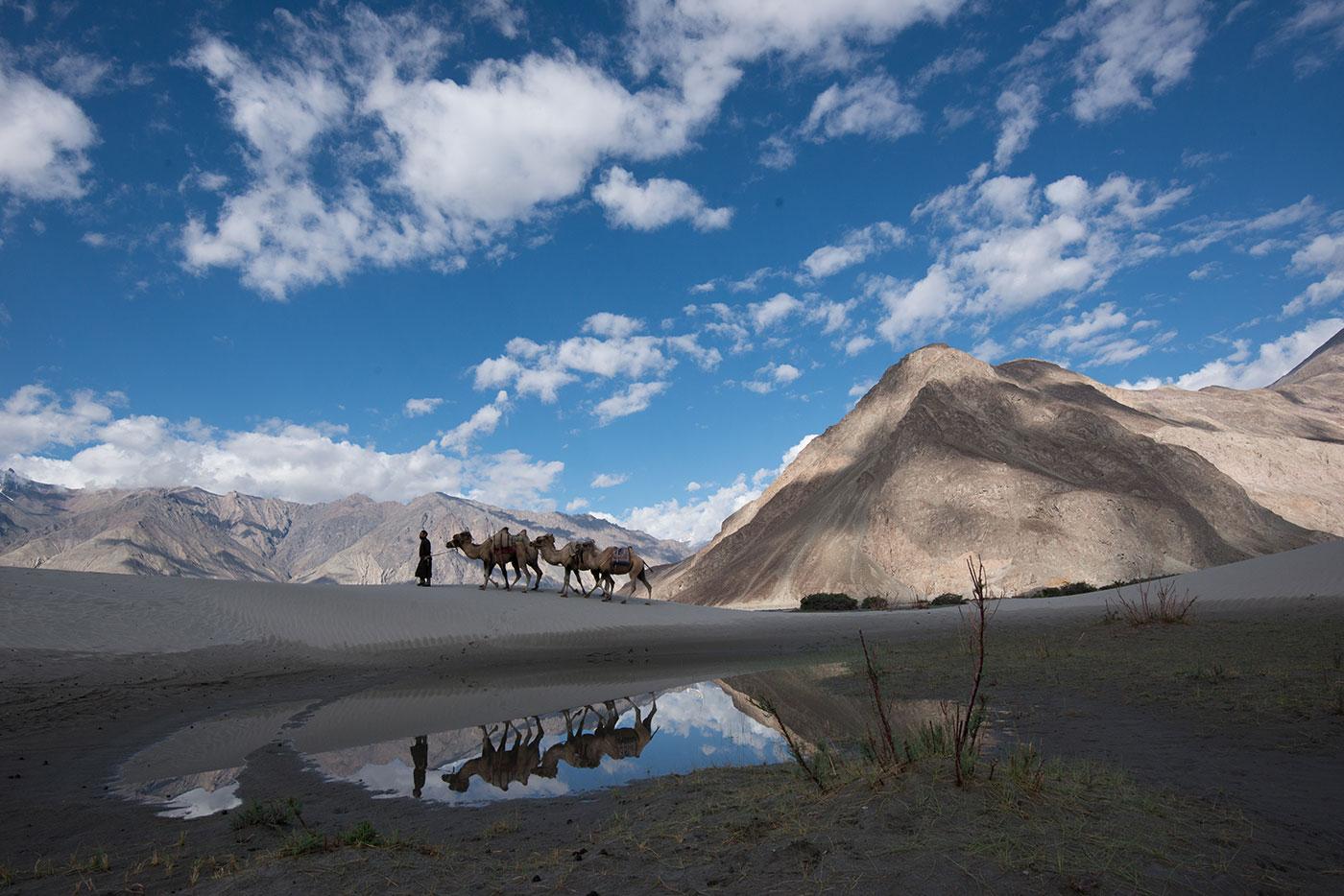 A camel herder leads his camel train over the sand dunes in Nubra Valley, India. Photo: BBC/Alex Lanchester