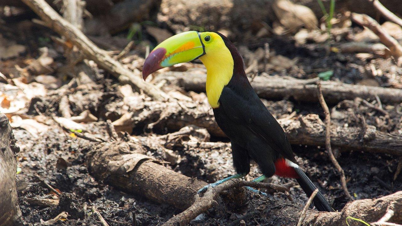 Keel-billed Toucan in Calakmul Biosphere Reserve, Campeche State, Mexico. Photo: Barrie Britton