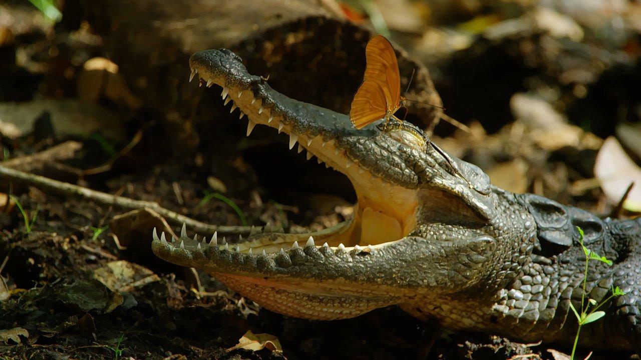 A young Morelet's crocodile. The crocodile finds refuge in ground water pools, known locally as "aguardas," at the peak of the dry season. A forest butterfly sips salts and fluids from the resting crocodile. Photo: BBC NHU