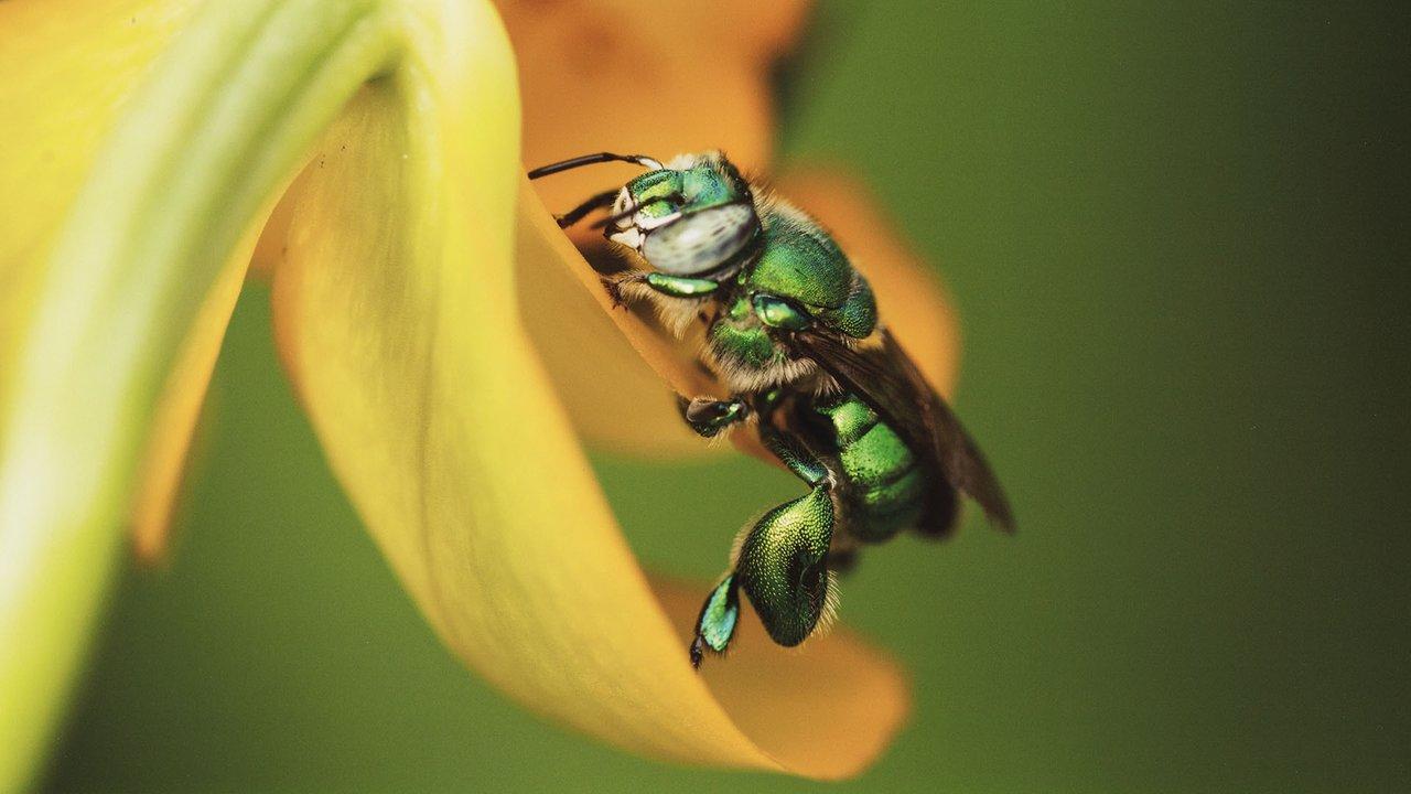 A male orchid bee collects fragrant oils from flowers to mix its own cologne. Photo: Louis Labrom