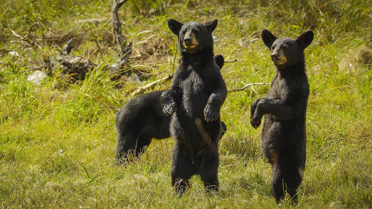 Mexican black bears in the northern mountain ranges of the Sierra Madre. Mother bears in Mexico typically give birth to three cubs. Photo: BBC NHU