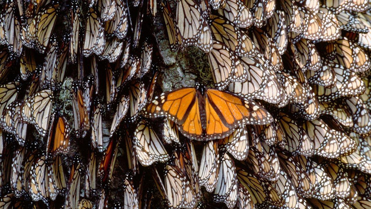 Monarch butterflies hibernate at their winter retreat in the mountains of Central Mexico. Photo: Cultura RM/Alamy