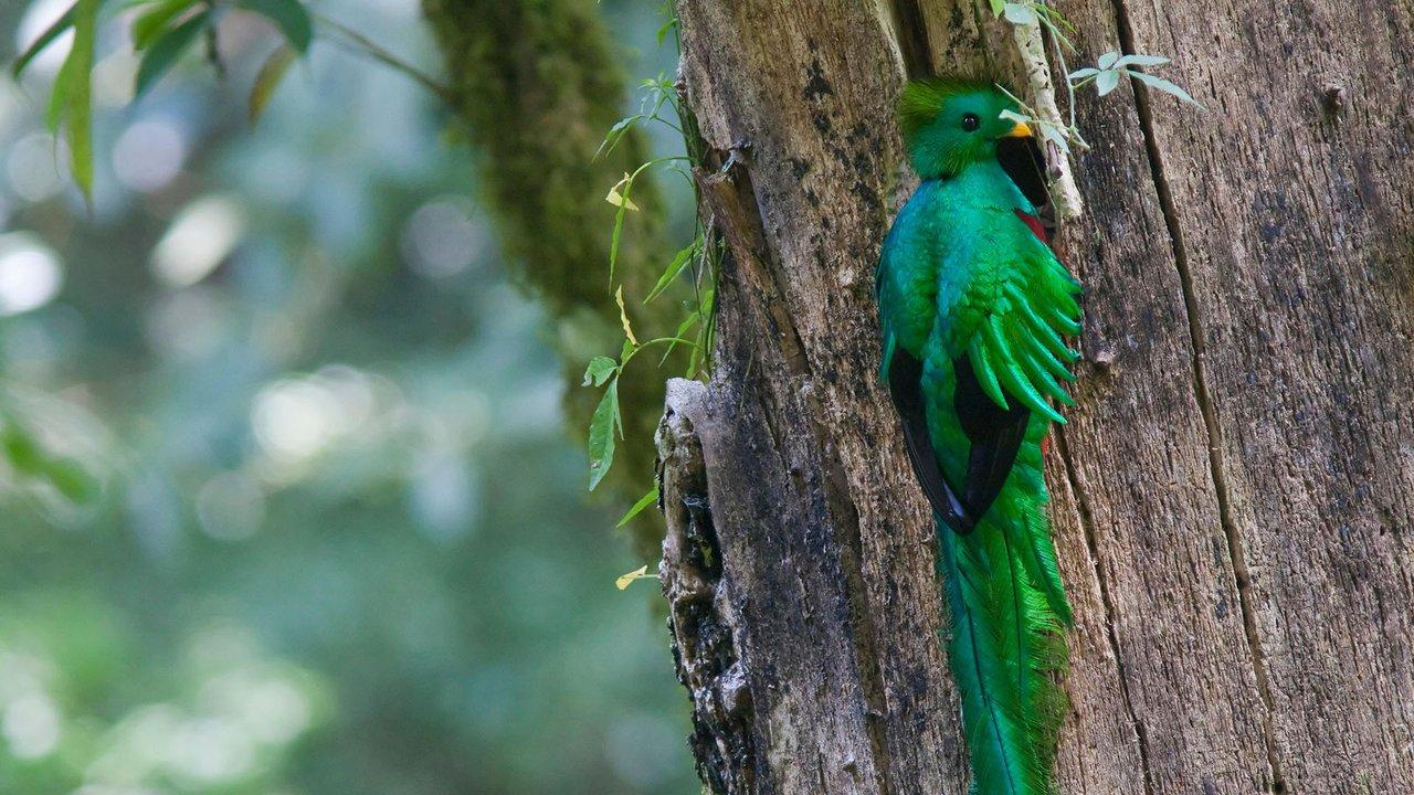 A Resplendent quetzal male at its nest cavity in El Triunfo Biosphere Reserve, Chiapas, Mexico. To the Aztecs this bird's feathers were worth more than gold. Photo: imageBROKER/Alamy