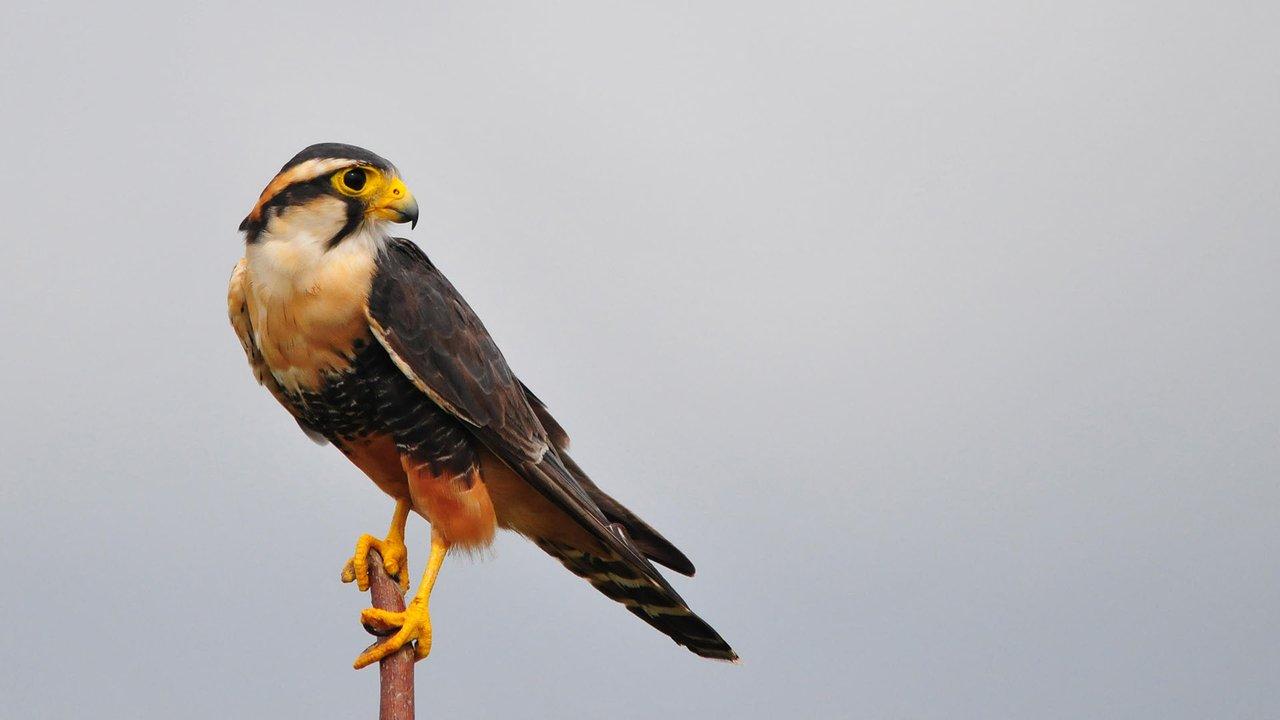 Aplomado Falcon. Photo: Gualberto Becerra/Alamy