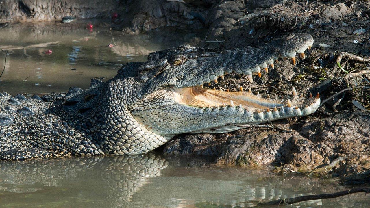 Saltwater crocodile on a river bank. Photo: Peta Ayers