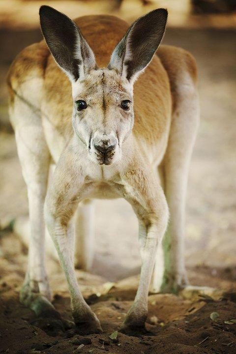 Red kangaroo male. Photo: Jeremy Simons