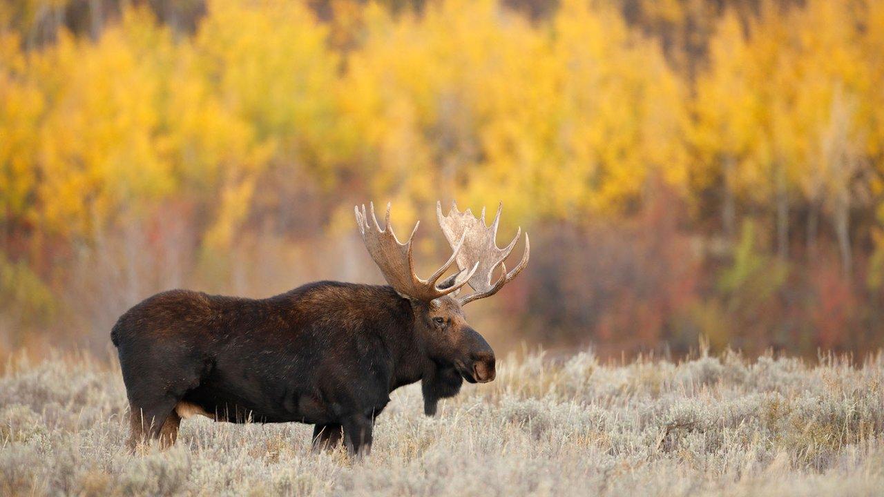 A moose in New England during fall. Photo: BBC