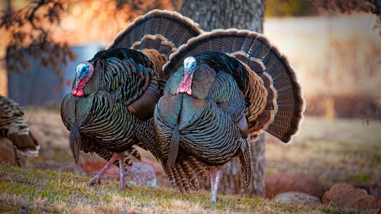 Turkeys in New England in fall. Photo: BBC