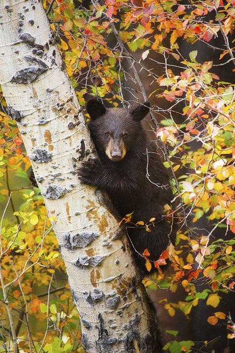 A black bear in fall. Photo: BBC