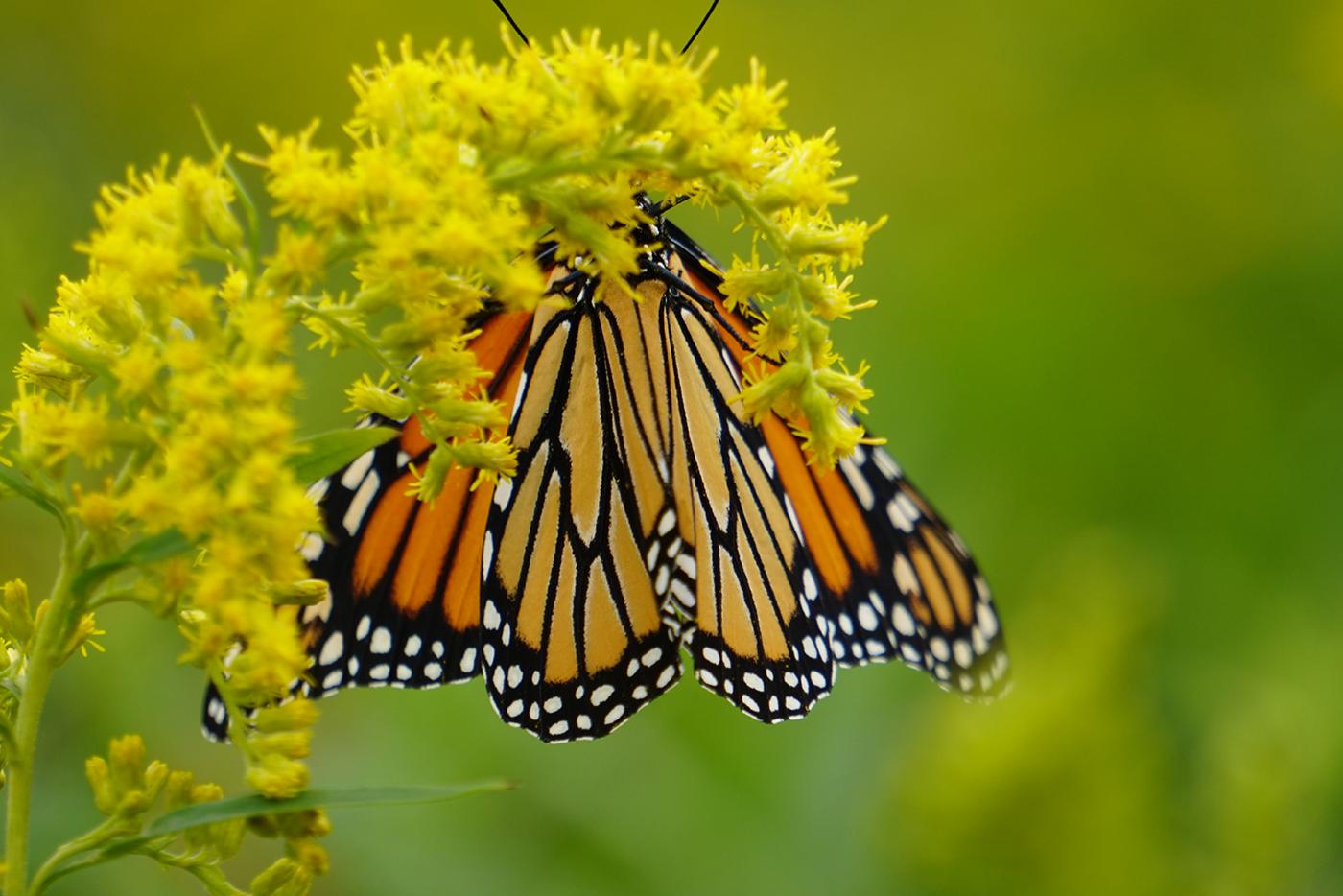 A monarch butterfly. Photo: PBS/BBC