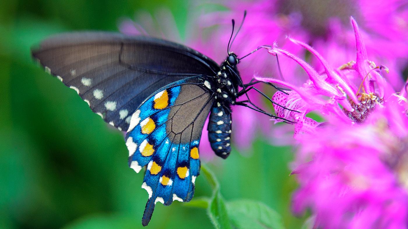 A butterfly on bee balm. Photo: Courtesy Chicago Botanic Garden