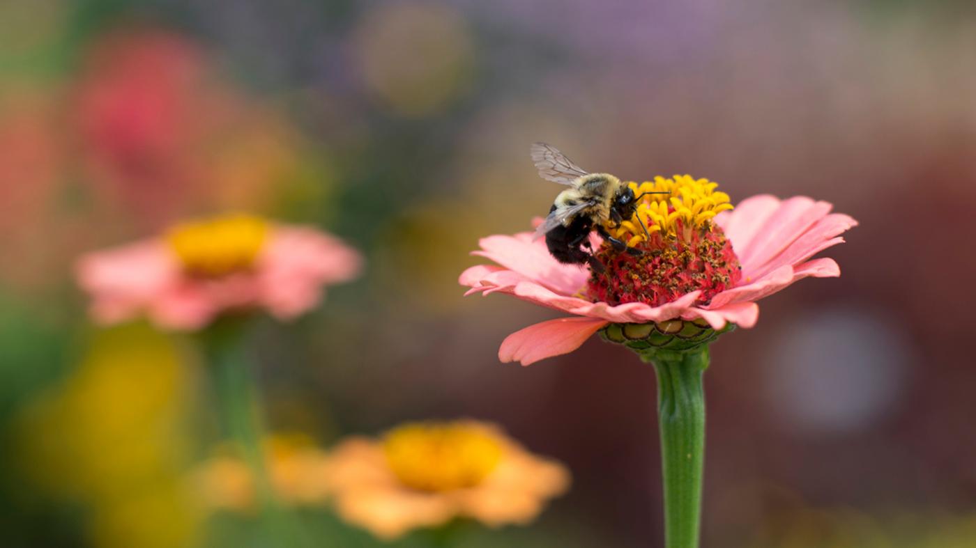 A bumble bee. Photo: Courtesy Chicago Botanic Garden