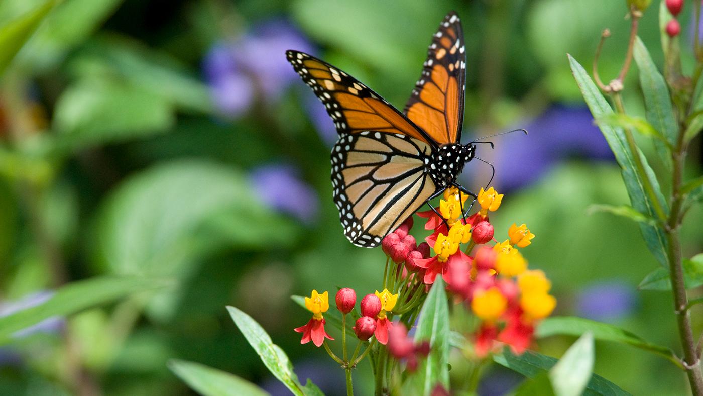 A monarch butterfly. Photo: Courtesy Chicago Botanic Garden