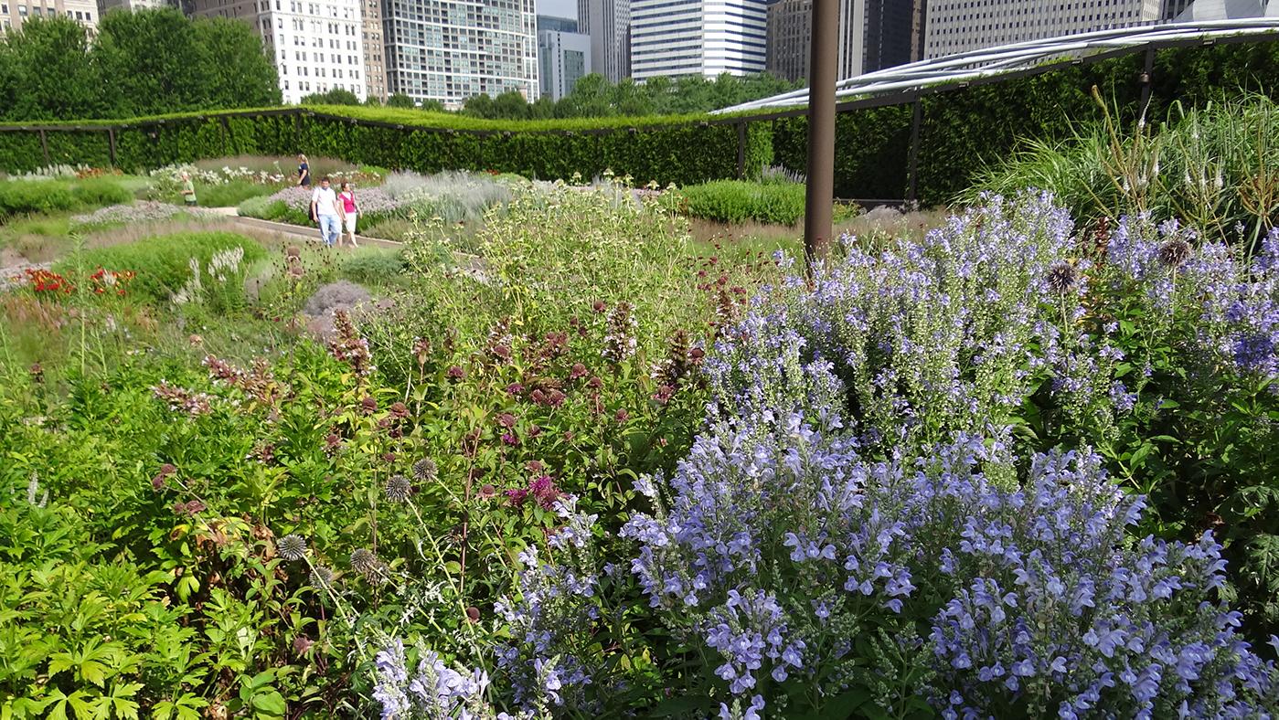 The Lurie Gardens in Chicago's Millennium Park. Photo: Esther Westerveld/Flickr