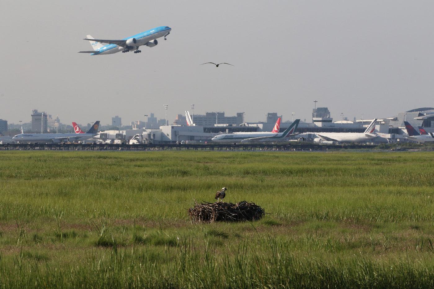 A nesting osprey shares the sky with planes from New York City's John F. Kennedy Airport. Photo: Don Riepe / American Littoral Society