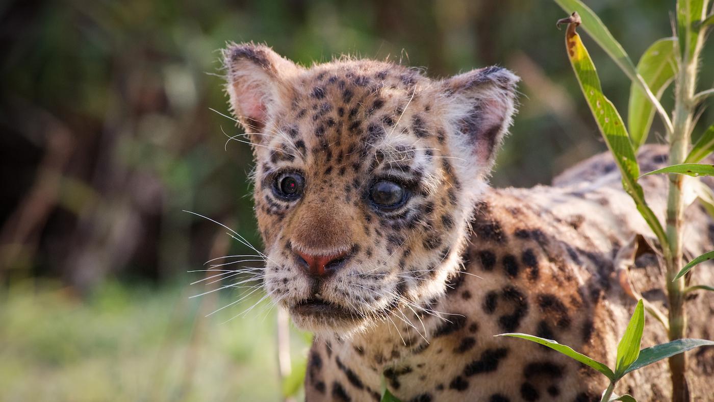 Spy in the Wild jaguar cub