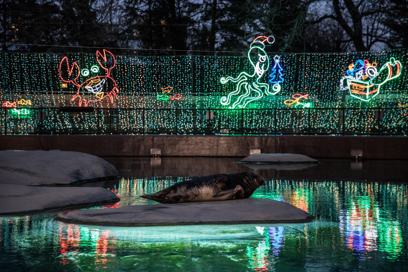 Lincoln Park Zoo Lights