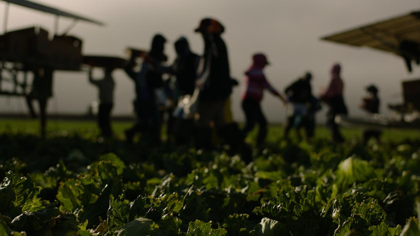 Workers at the Field Fresh Farms in Gonzales, CA. Photo: Victor Tadashi Suarez/FRONTLINE