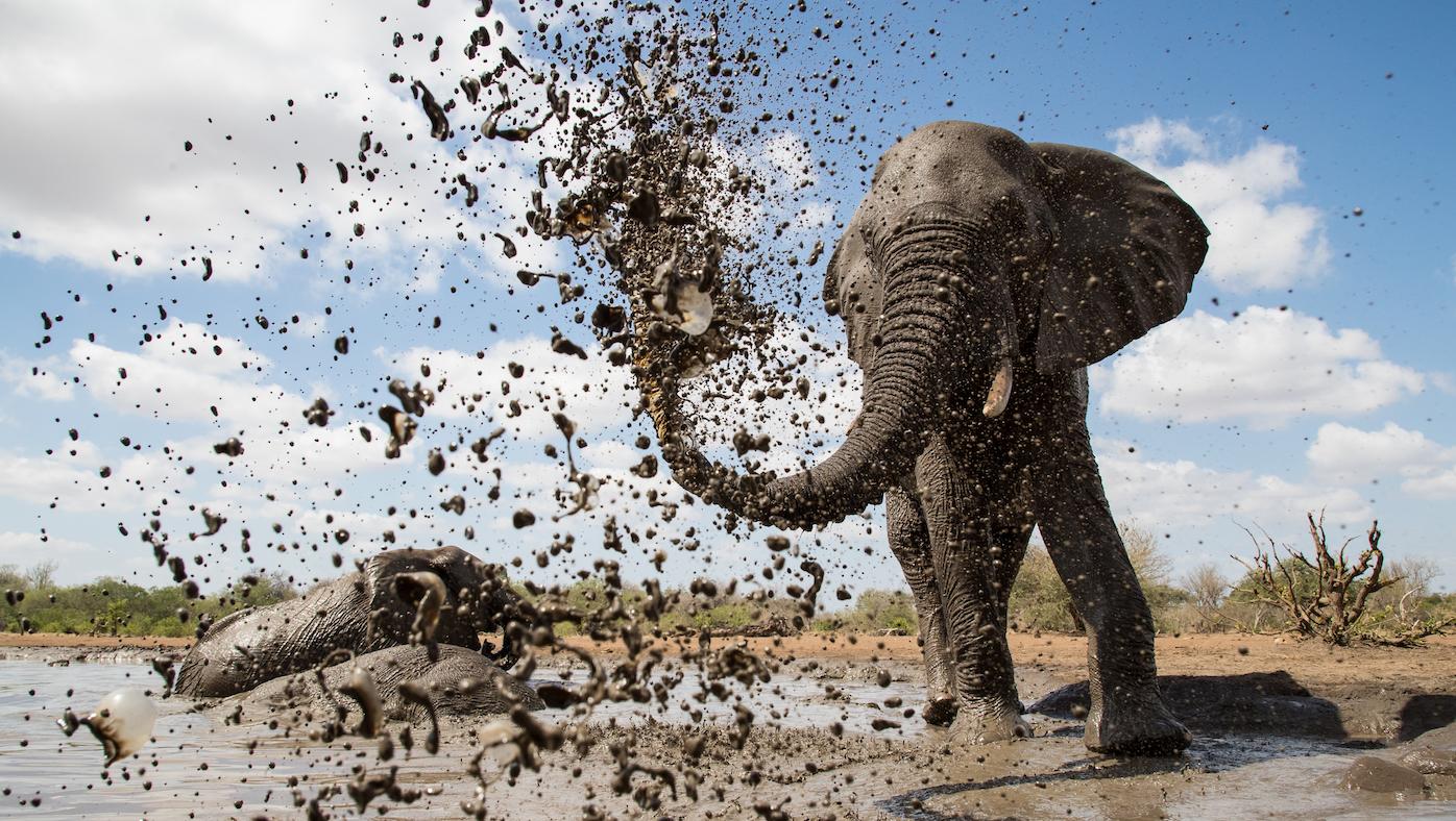 An African elephant sprays mud over itself to keep cool and protect its skin under the intense African sun. Photo: Isak Pretorius
