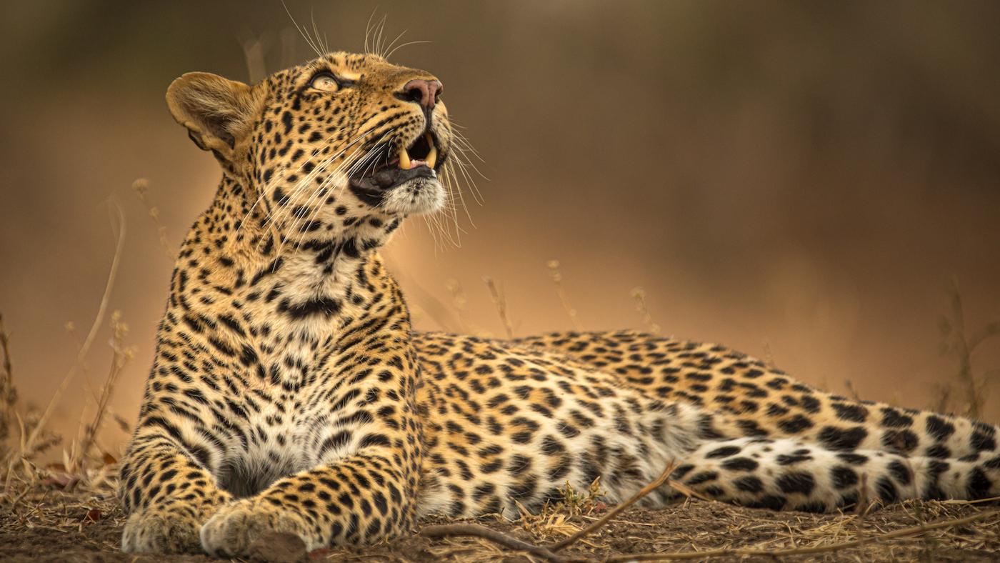 Leopard mother Olimba looks up at her boys, who romp in the hollow of a tree offscreen, Zambia, Africa.Photo: Will Steenkamp/Into Nature Productions