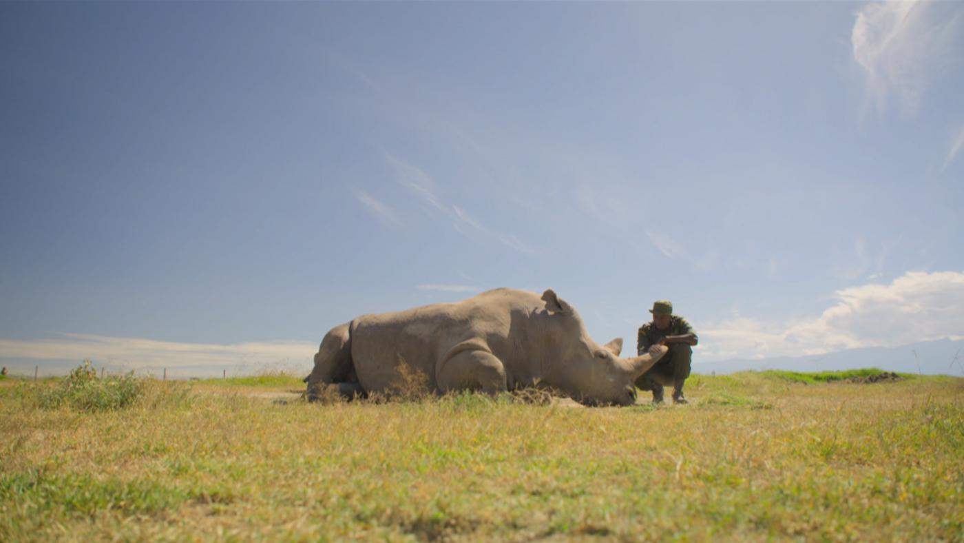 James Mwenda sitting with Northern White Rhino, Kenya. Photo: Lee Jackson