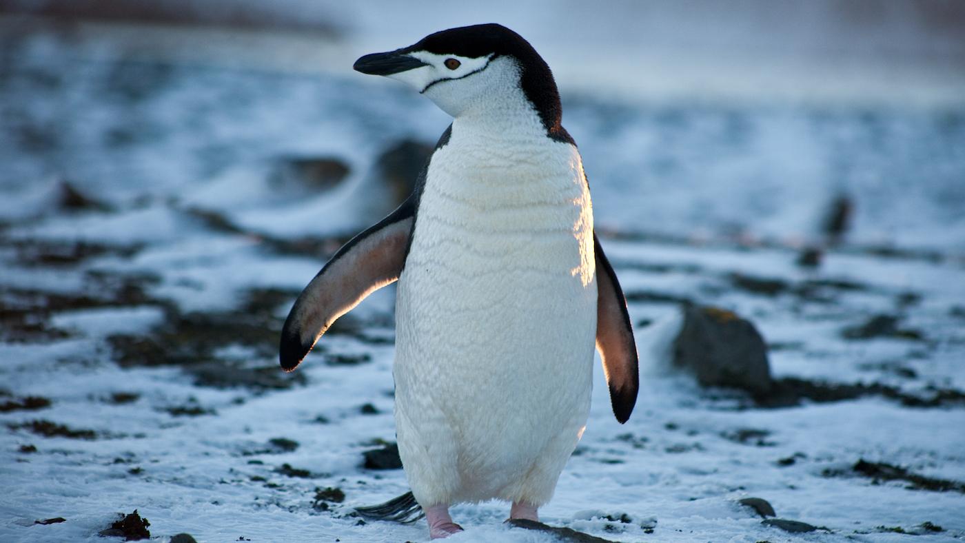 A chinstrap penguin. Photo: Courtesy of Elizabeth White/ ©BBC