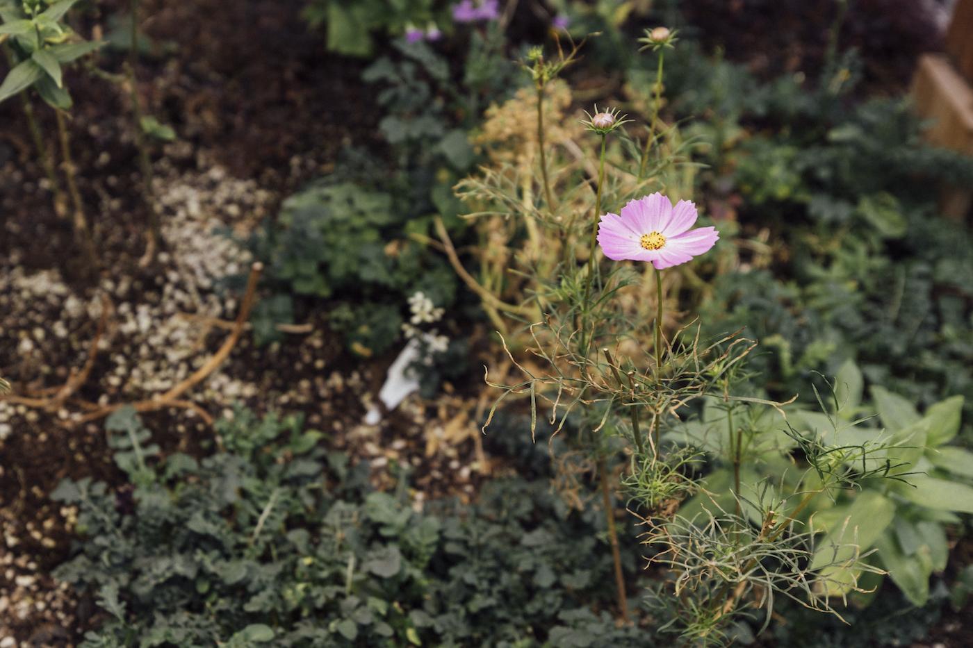 A cosmos flower and plant in Devon Quinn's greenhouse