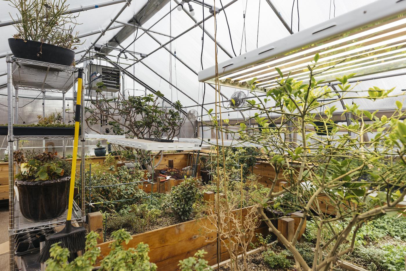 The interior of Devon Quinn's greenhouse in Avondale