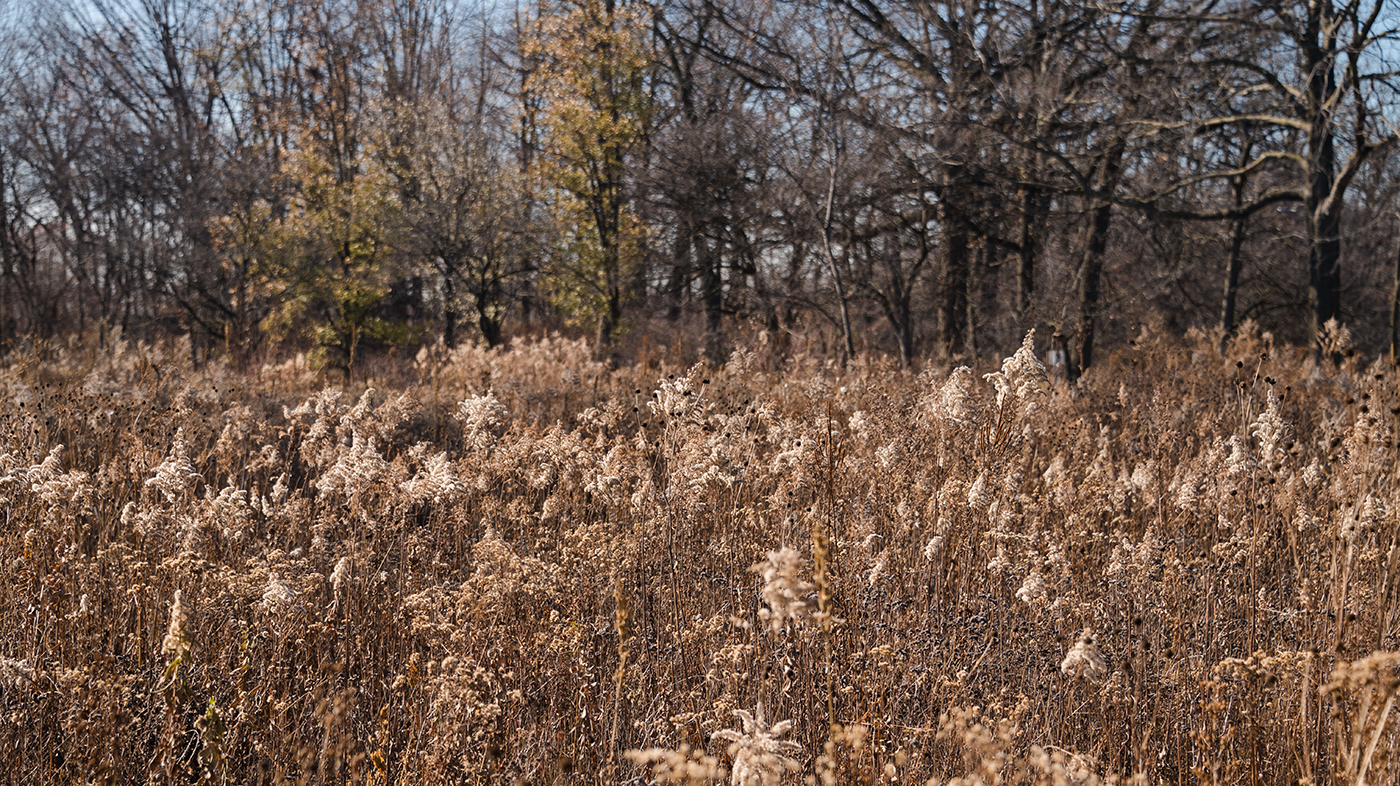 A prairie in Columbus Park in Chicago during winter