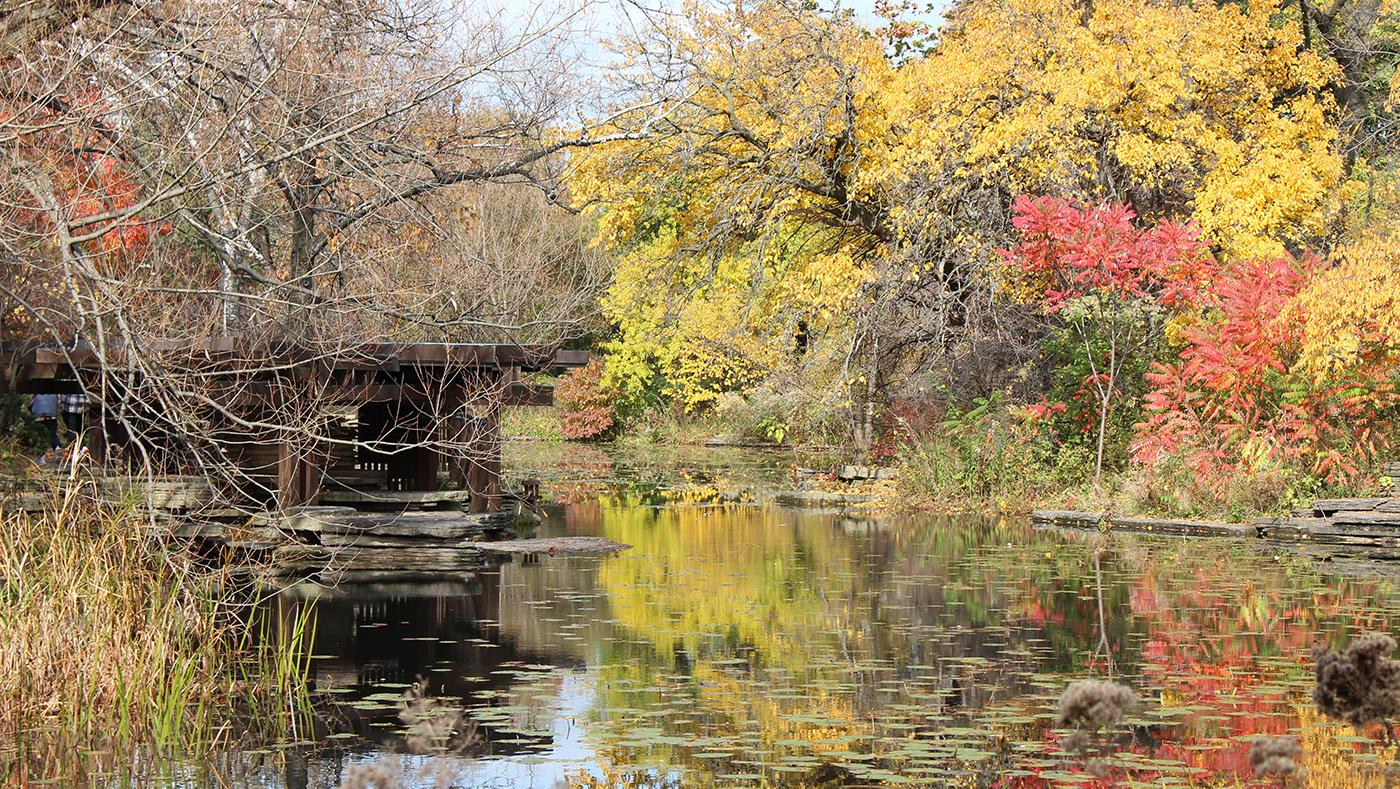 The Alfred Caldwell Lily Pool in Chicago's Lincoln Park during fall