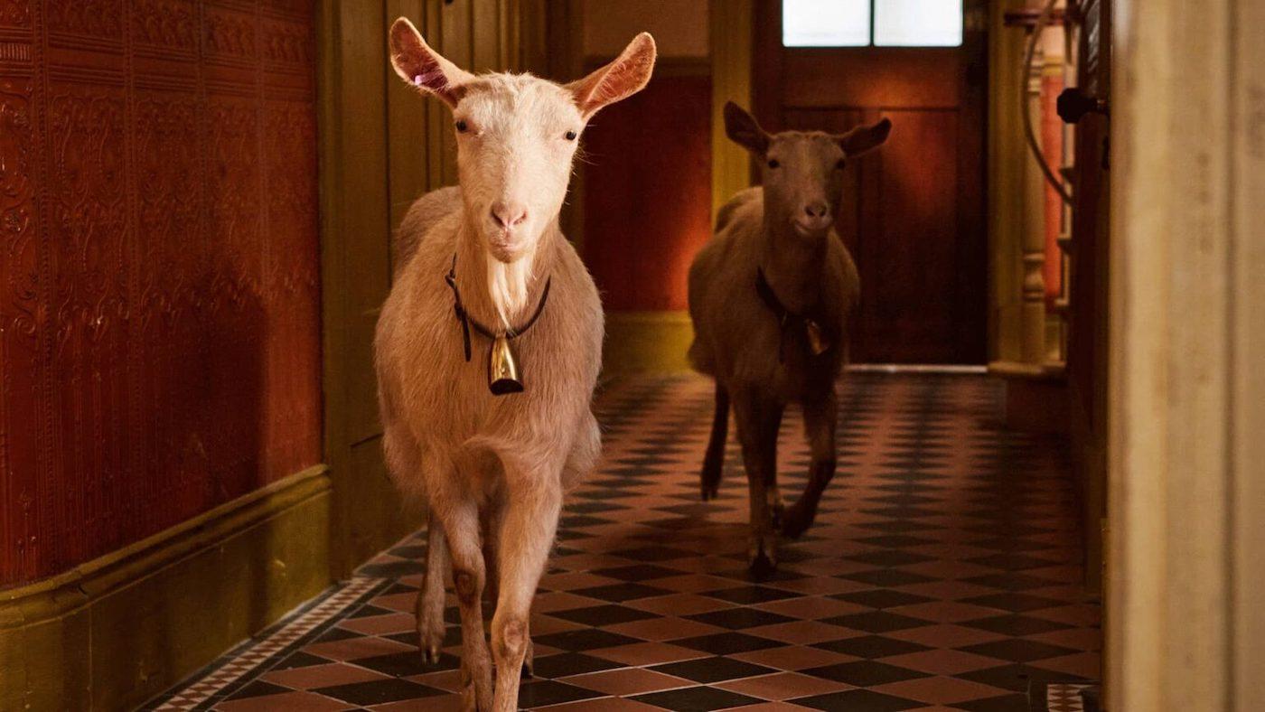 Goats run through a hallway