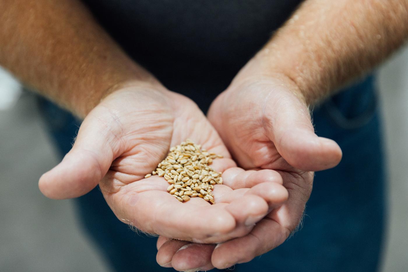 Harold Wilken holds wheat kernels in his outstretched hands
