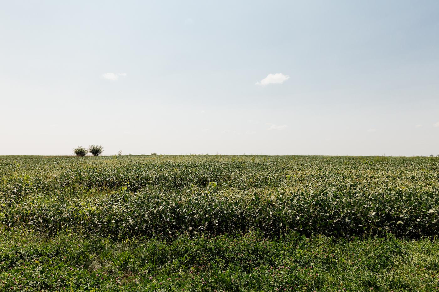 A soybean field under a blue sky