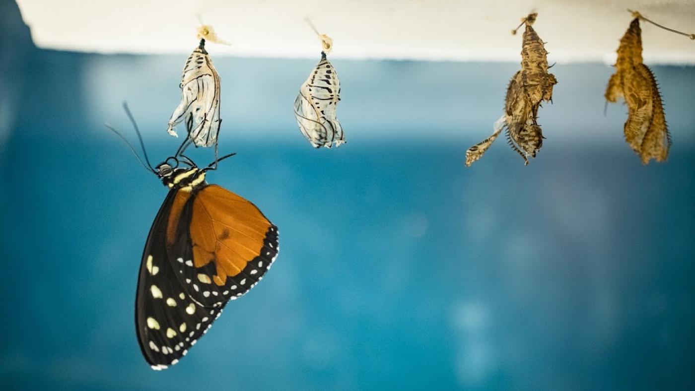 A butterfly emerges from its chrysalis.