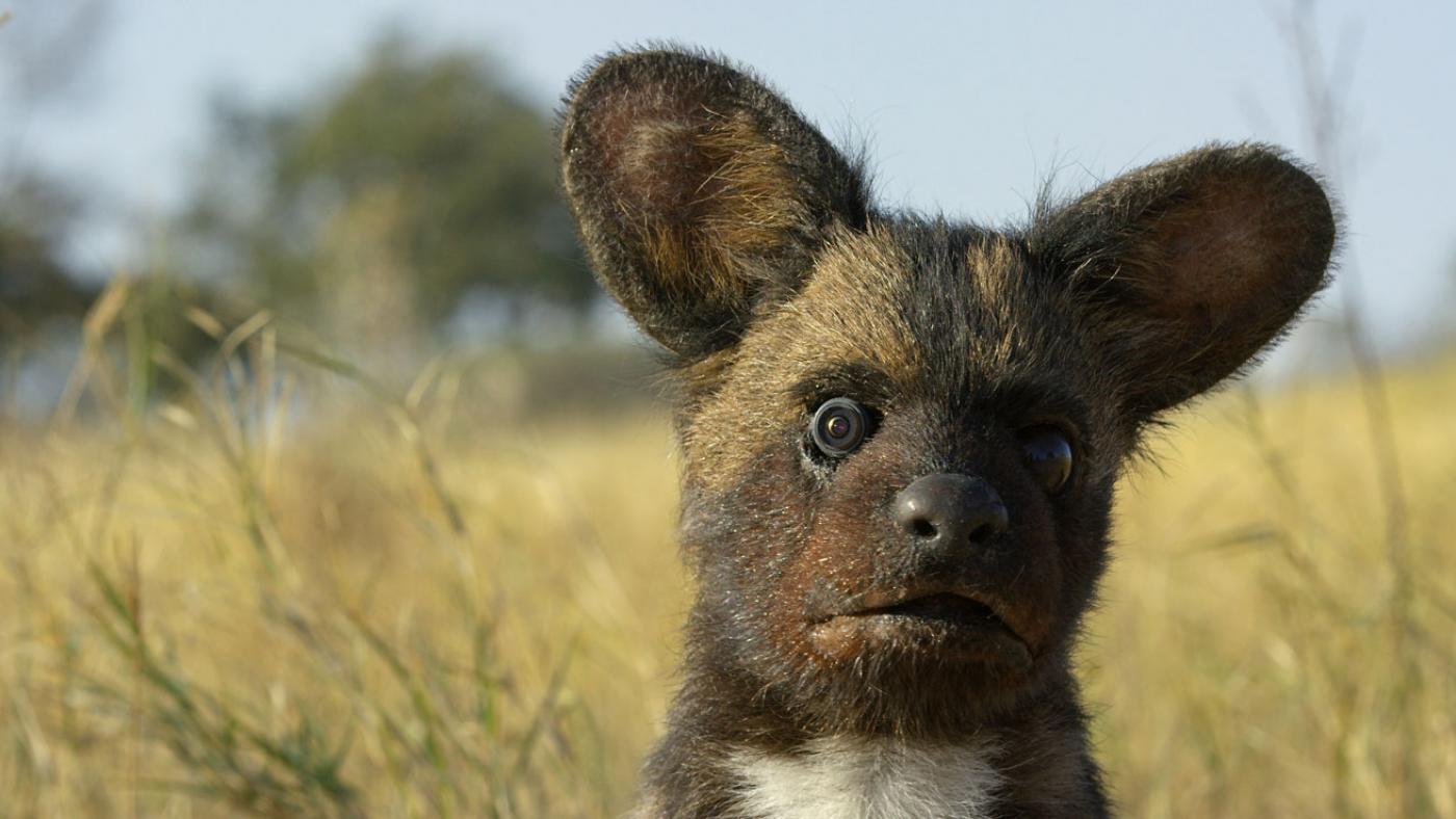 Spy Wild Dog Pup in Botswana. (Courtesy of Richard Jones/© John Downer Productions)